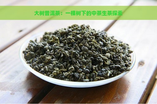 大树普洱茶：一棵树下的中茶生茶探索