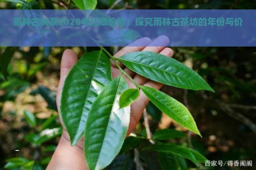 雨林古树茶2020老班章价格：探究雨林古茶坊的年份与价值