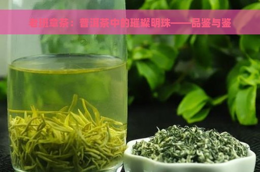 老班章茶：普洱茶中的璀璨明珠——品鉴与鉴