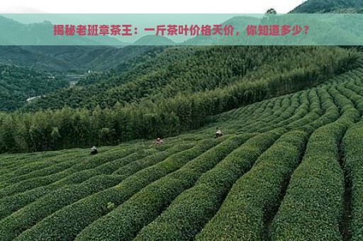 揭秘老班章茶王：一斤茶叶价格天价，你知道多少？