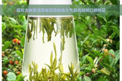 探究古树普洱茶老班章的持久气韵与独特口感特征