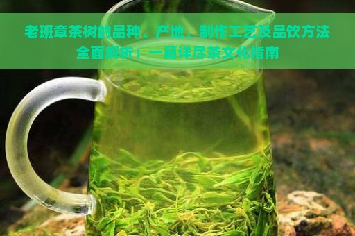 老班章茶树的品种、产地、制作工艺及品饮方法全面解析：一篇详尽茶文化指南