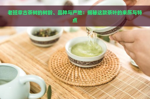 老班章古茶树的树龄、品种与产地：揭秘这款茶叶的来历与特点