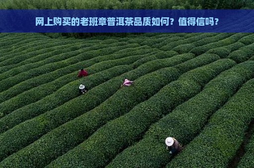 网上购买的老班章普洱茶品质如何？值得信吗？