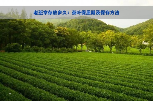 老班章存放多久：茶叶保质期及保存方法