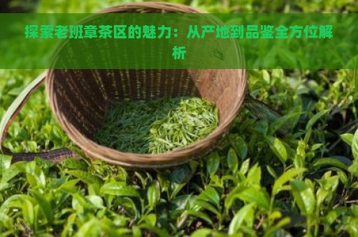 探索老班章茶区的魅力：从产地到品鉴全方位解析