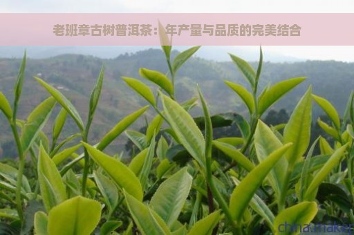 老班章古树普洱茶：年产量与品质的完美结合