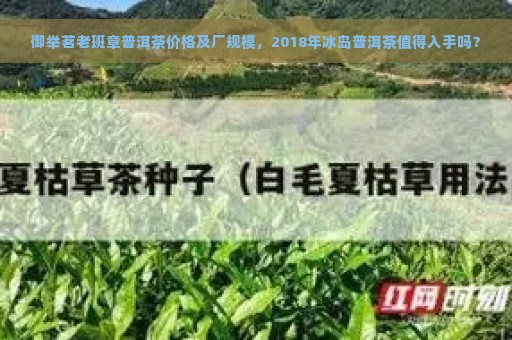 御举茗老班章普洱茶价格及厂规模，2018年冰岛普洱茶值得入手吗？