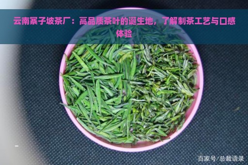 云南寨子坡茶厂：高品质茶叶的诞生地，了解制茶工艺与口感体验