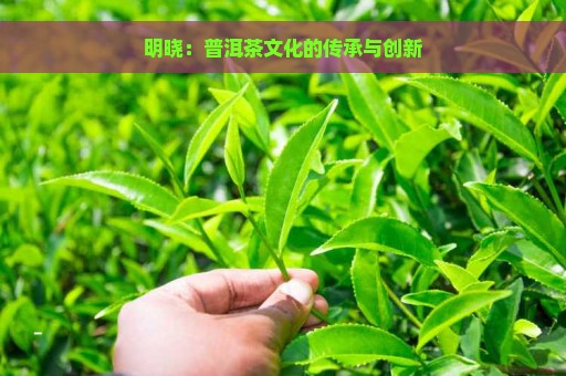 明晓：普洱茶文化的传承与创新