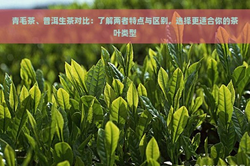 青毛茶、普洱生茶对比：了解两者特点与区别，选择更适合你的茶叶类型