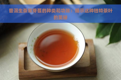 普洱生茶紫芽苞的种类和功效：揭示这种独特茶叶的奥秘