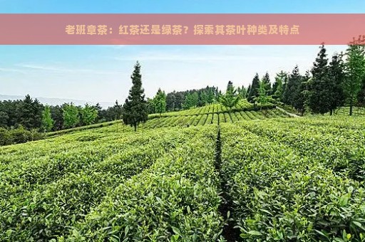 老班章茶：红茶还是绿茶？探索其茶叶种类及特点