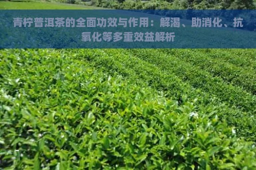 青柠普洱茶的全面功效与作用：解渴、助消化、抗氧化等多重效益解析