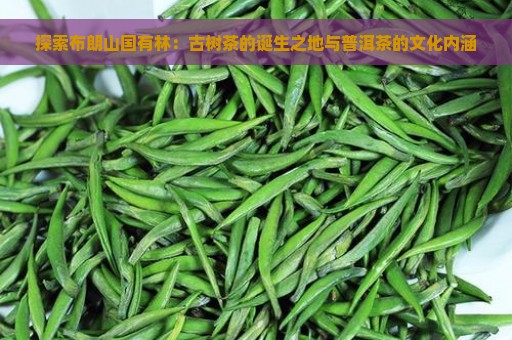 探索布朗山国有林：古树茶的诞生之地与普洱茶的文化内涵