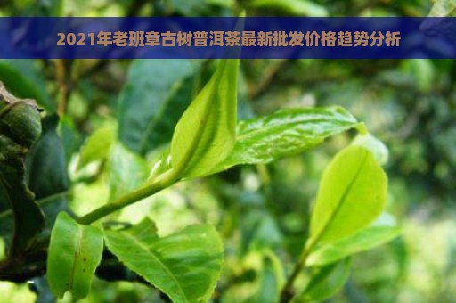 2021年老班章古树普洱茶最新批发价格趋势分析