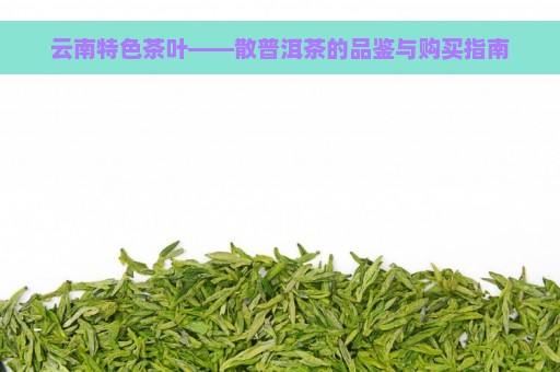 云南特色茶叶——散普洱茶的品鉴与购买指南