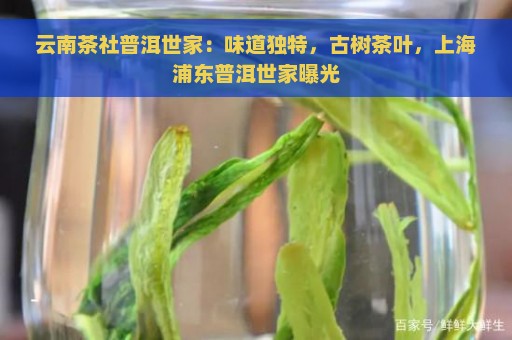 云南茶社普洱世家：味道独特，古树茶叶，上海浦东普洱世家曝光