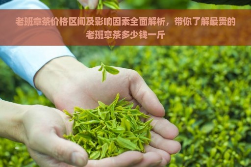 老班章茶价格区间及影响因素全面解析，带你了解最贵的老班章茶多少钱一斤