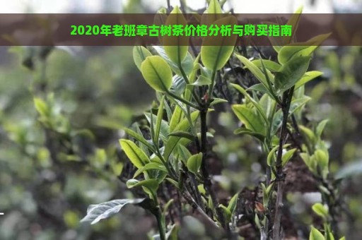 2020年老班章古树茶价格分析与购买指南