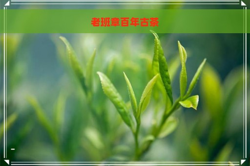 老班章百年古茶