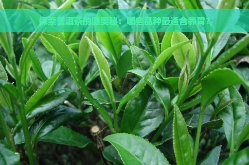 探索普洱茶的健奥秘：哪些品种最适合养胃？