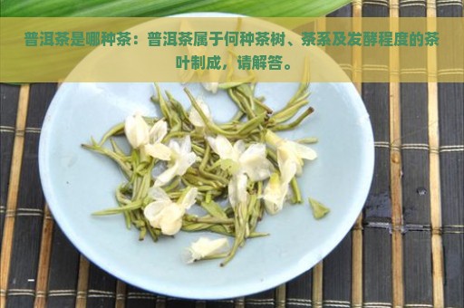 普洱茶是哪种茶：普洱茶属于何种茶树、茶系及发酵程度的茶叶制成，请解答。