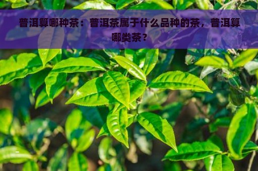 普洱算哪种茶：普洱茶属于什么品种的茶，普洱算哪类茶？