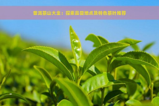 普洱茶山大全：探索品尝地点及特色茶叶推荐