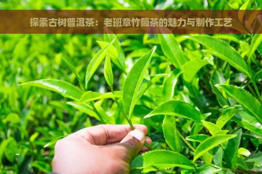 探索古树普洱茶：老班章竹筒茶的魅力与制作工艺