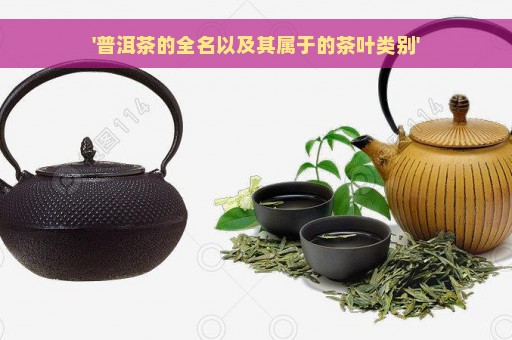 '普洱茶的全名以及其属于的茶叶类别'