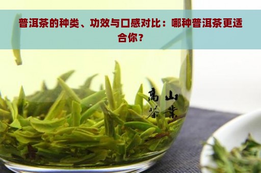 普洱茶的种类、功效与口感对比：哪种普洱茶更适合你？