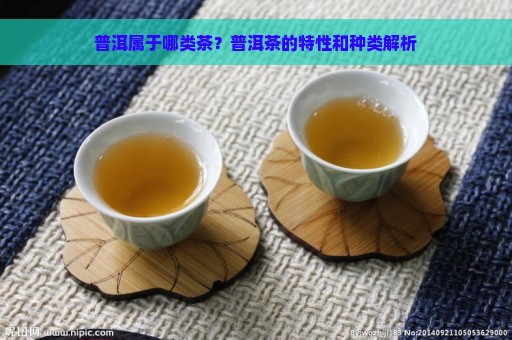 普洱属于哪类茶？普洱茶的特性和种类解析