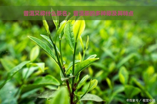 普洱又称什么茶名：普洱茶的多种称及其特点