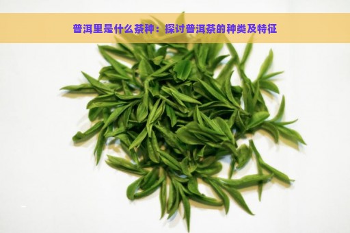 普洱里是什么茶种：探讨普洱茶的种类及特征