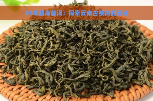 95年勐海普洱：探索云南古茶树的奥秘