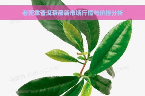 老班章普洱茶最新市场行情与价格分析