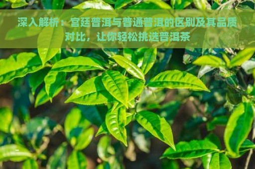 深入解析：宫廷普洱与普通普洱的区别及其品质对比，让你轻松挑选普洱茶