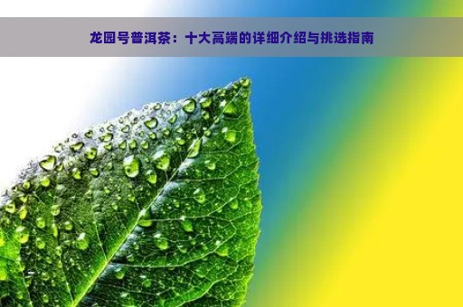 龙园号普洱茶：十大高端的详细介绍与挑选指南