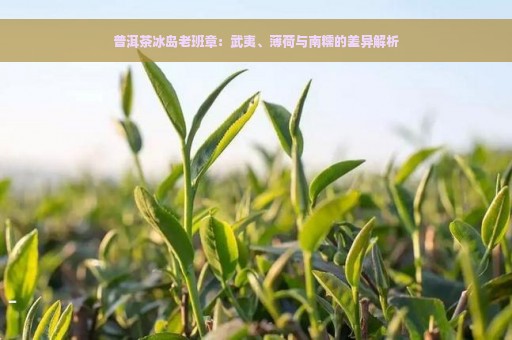 普洱茶冰岛老班章：武夷、薄荷与南糯的差异解析