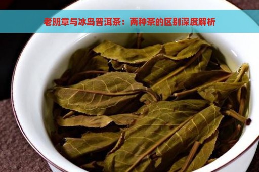 老班章与冰岛普洱茶：两种茶的区别深度解析