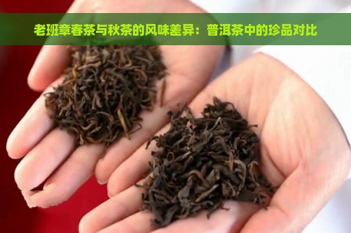 老班章春茶与秋茶的风味差异：普洱茶中的珍品对比