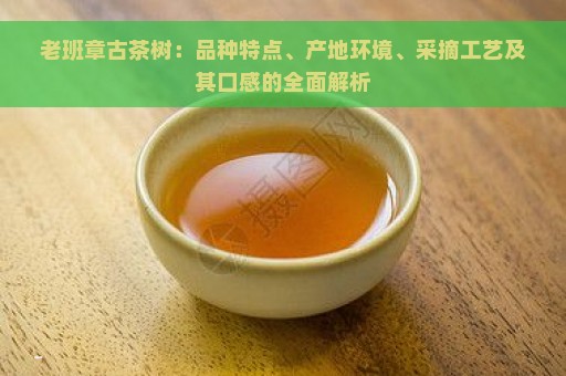 老班章古茶树：品种特点、产地环境、采摘工艺及其口感的全面解析