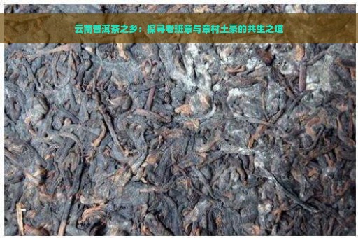 云南普洱茶之乡：探寻老班章与章村土豪的共生之道