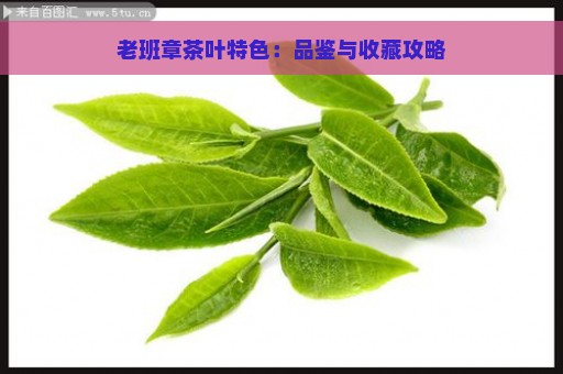 老班章茶叶特色：品鉴与收藏攻略