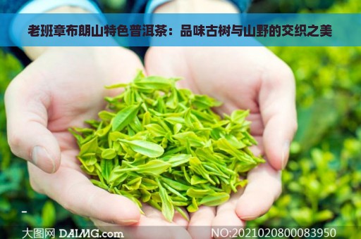 老班章布朗山特色普洱茶：品味古树与山野的交织之美