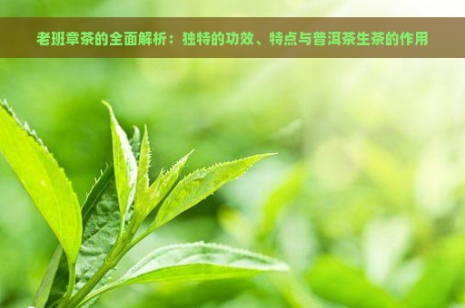 老班章茶的全面解析：独特的功效、特点与普洱茶生茶的作用