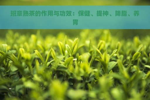 班章熟茶的作用与功效：保健、提神、降脂、养胃