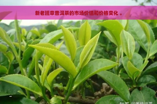 新老班章普洱茶的市场价值和价格变化 。