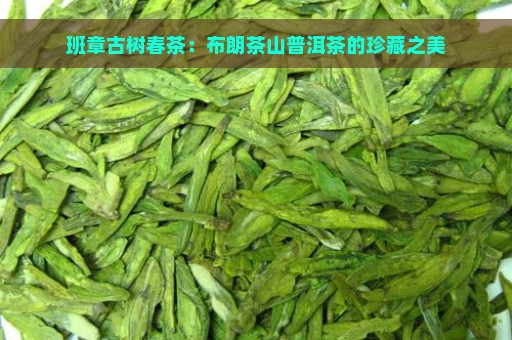 班章古树春茶：布朗茶山普洱茶的珍藏之美